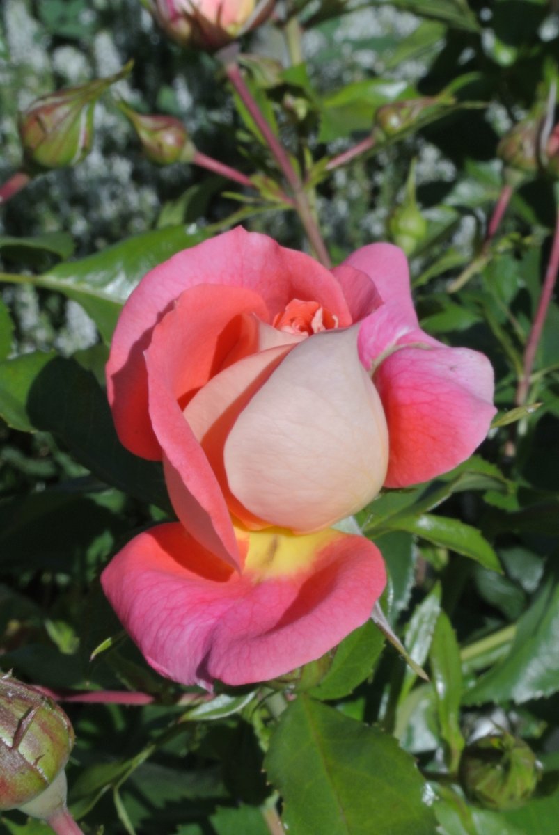 Sommersonne noch geschlossen