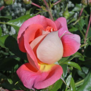 Sommersonne noch geschl...