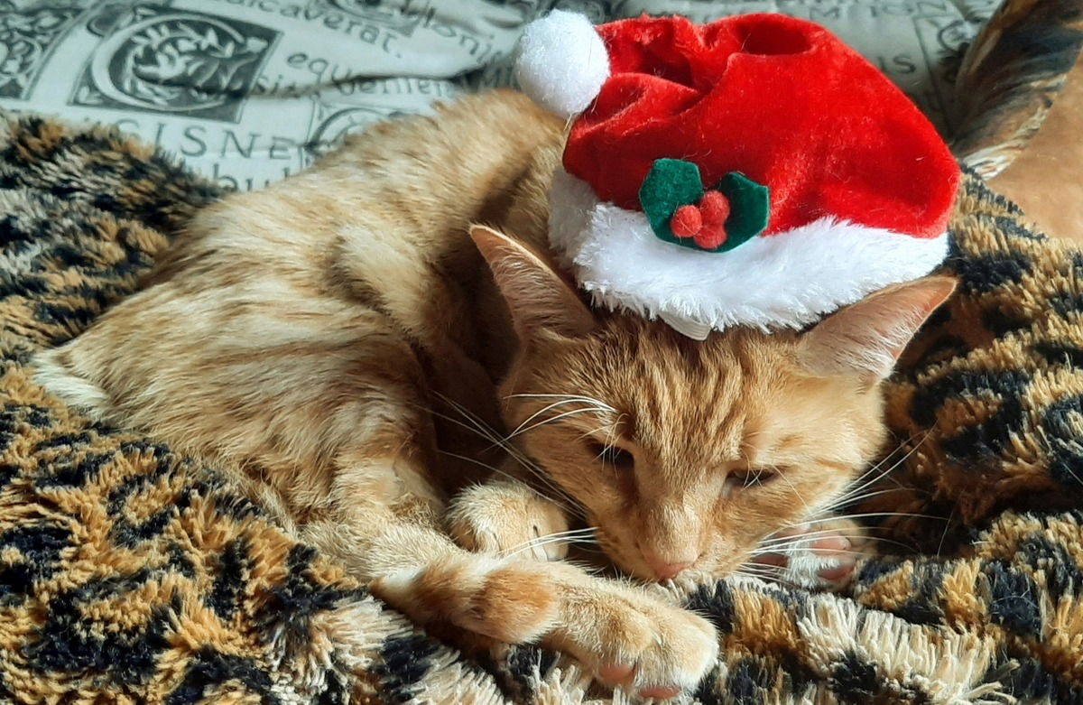 Poebe-Phips träumt , sie ist ein Riesenlöwe