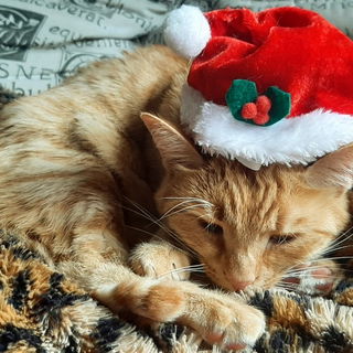 Poebe-Phips träumt , s...