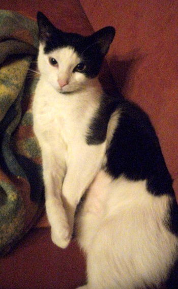 Meine Melly