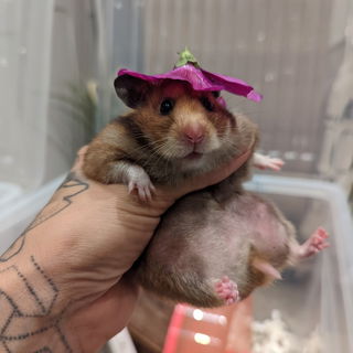 Die gute Ute darf auch ...