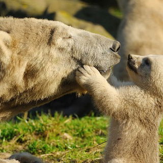 Nix da Mama! Ich muss d...