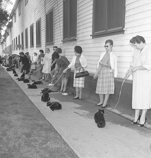 Typisch Hollywood: ein Casting für schwarze Katzen