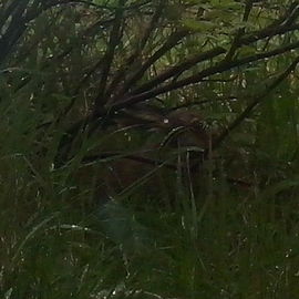 Hasen-Suchbild...