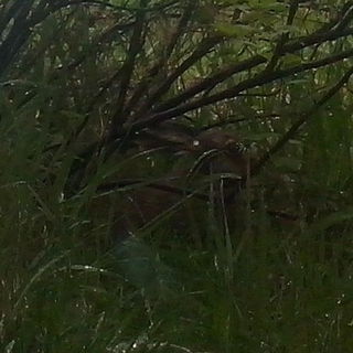 Hasen-Suchbild...