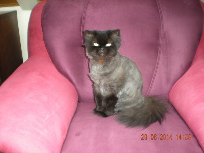 Der Merlin war beim Friseur....
