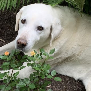 Mein lieber Marley, tie...