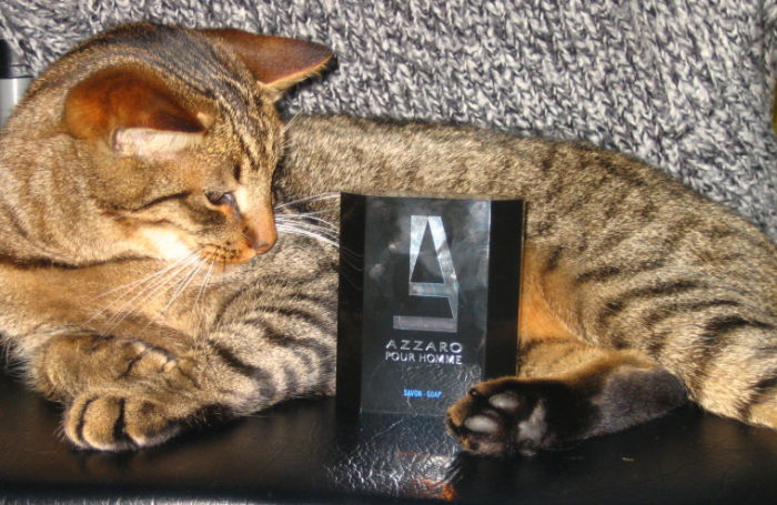 Ein Duft so wild wie diese Katze