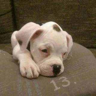 Gestatten, Balu. Ich bi...