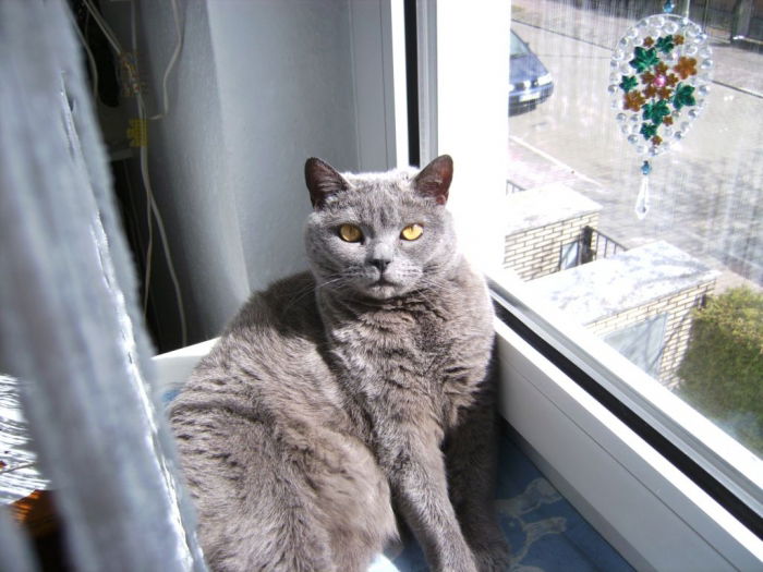 Beim Sonnenbad auf dem Fensterbrett gestört