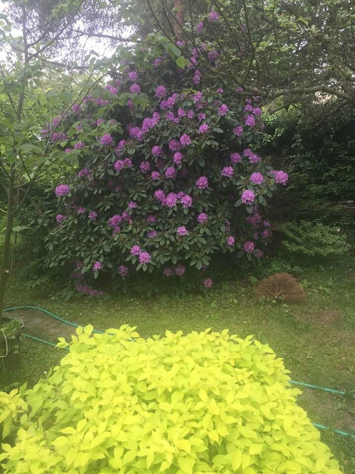 Frühling bei uns im Garten