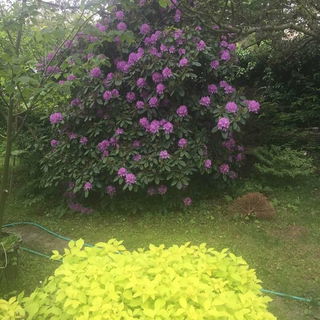 Frühling bei uns im Ga...