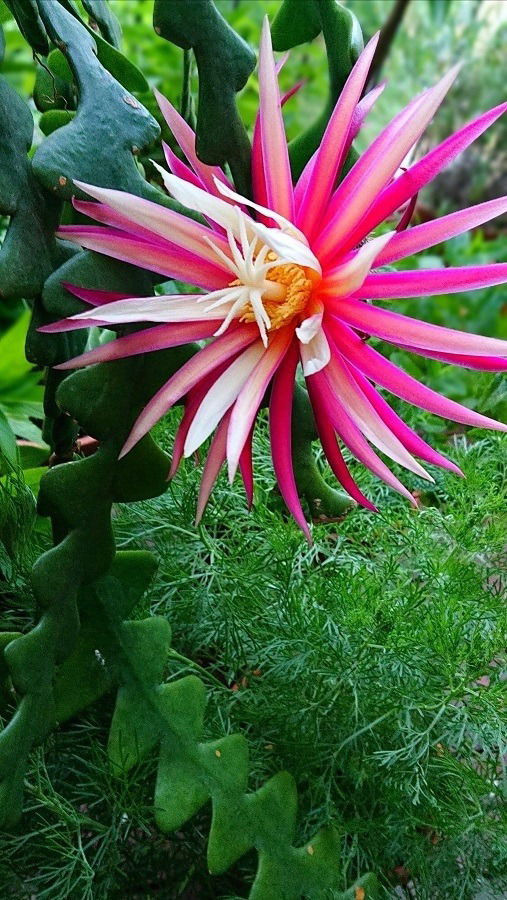Hello gorgeous! Die Königin der Nacht ist erblüht, ihr Duft ist jedoch ein wenig eigenwillig. :)