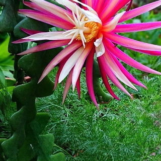 Hello gorgeous! Die Kö...