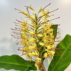 Carnal Flower