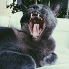 Mein Kater Kilian