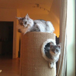 Love Isis (3 Jahre) und...