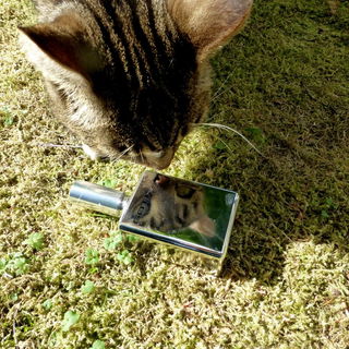 Huch, der neue Goti.......