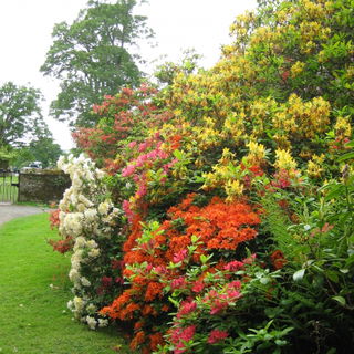 Rhododendren in Scone P...
