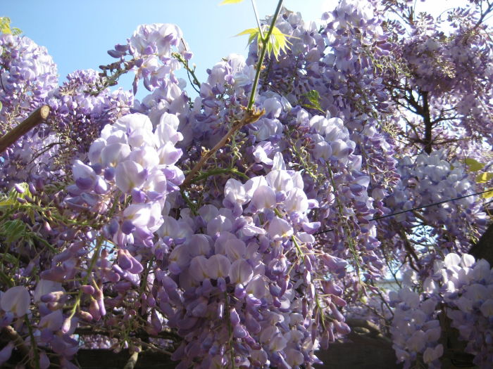 Blauregen/Glyzinie/Wisteria