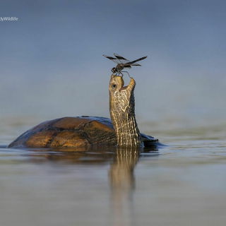 Freundschaft kennt kein...