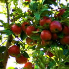 Mulled Cider