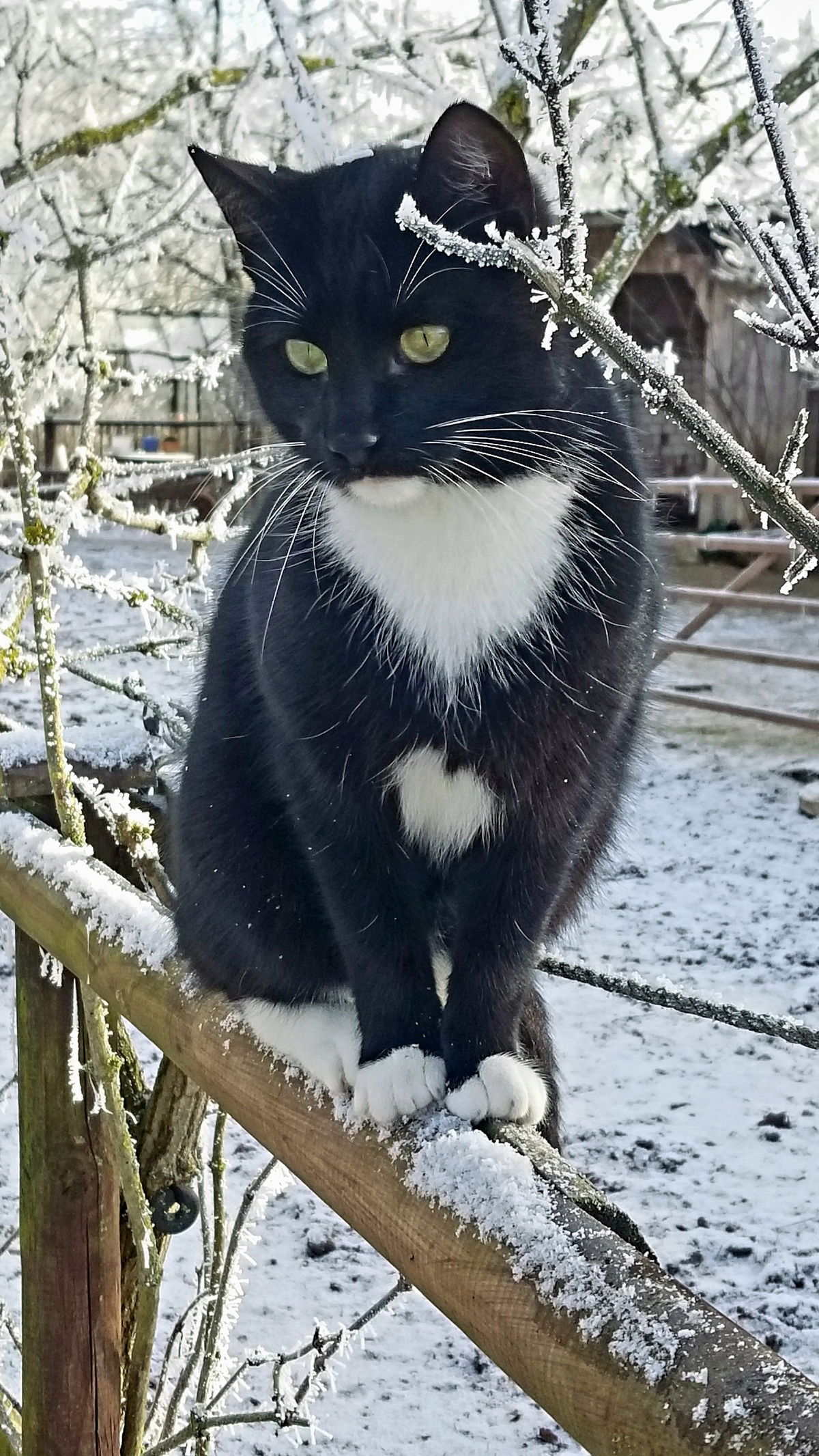 Thorin Weißpfötchen