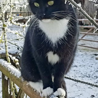 Thorin Weißpfötchen