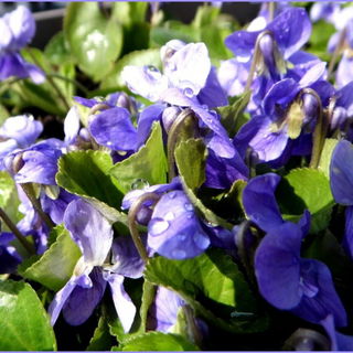 Selbst gezüchtet - die...