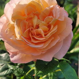 Augusta Luise