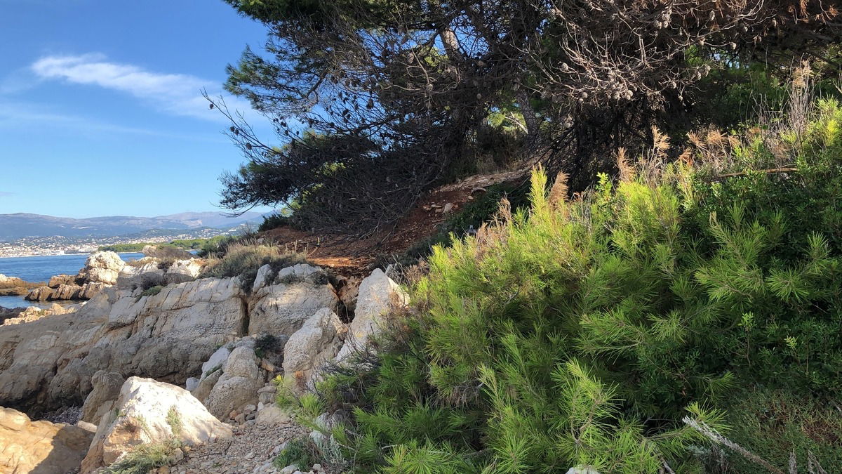 Badeplatz auf der île St. Honorat, es duftet nach Pinien