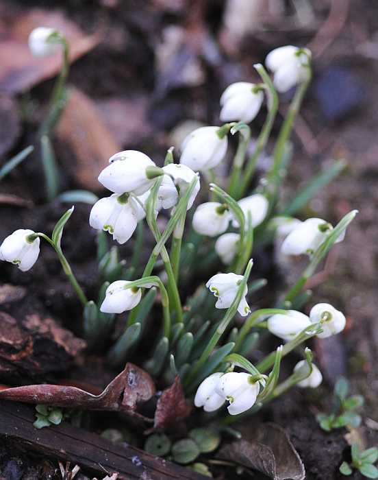"Es wird durchgeblüht" - und durchgeduftet :-): Gartenrundgang 09.02.2013. Schon seit zwei Wochen unermüdlich: Galanthus nivalis "Flore pleno". Die fein duftenden Gefüllten sind immer die Ersten bei den Schneeglöckchen.