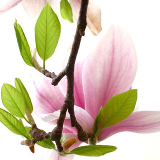 Wir haben das Glück ei...