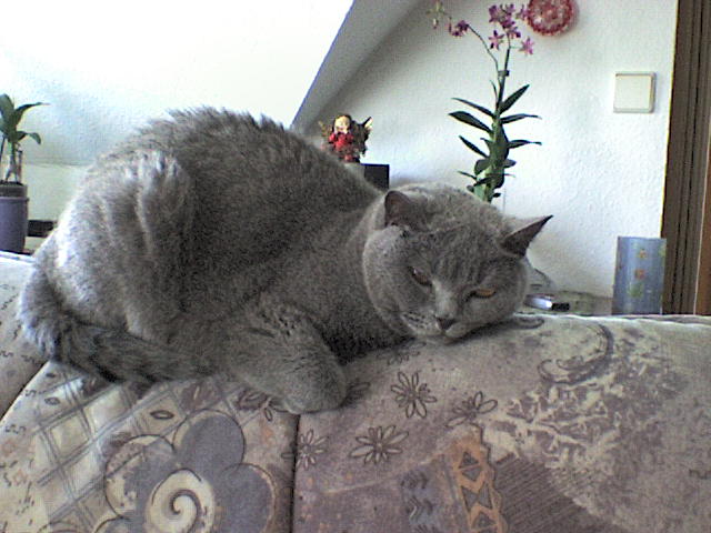 Moritz, schon wieder dösen