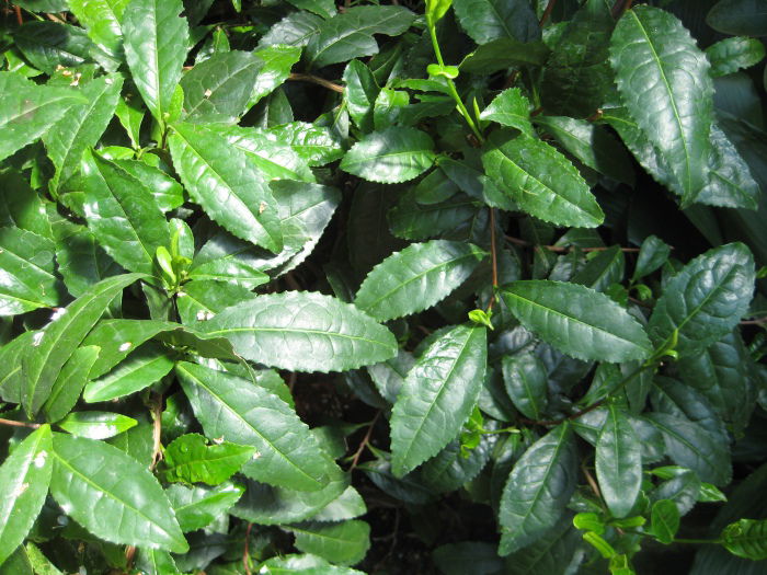 Camellia Sinensis - Teestrauch, Botanischer Garten Berlin