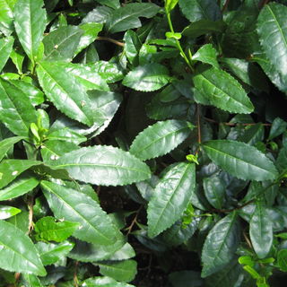 Camellia Sinensis - Tee...