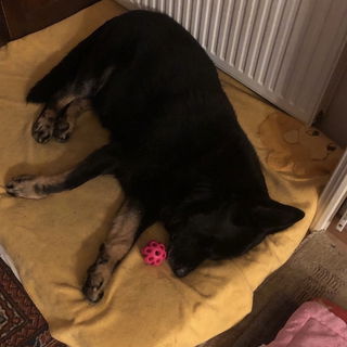 Mein Balli ist immer be...