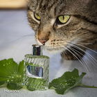 Parfumokatze