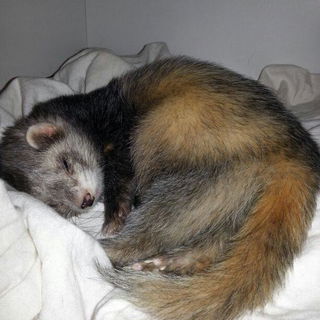 Lenny - sanftmütiges B...