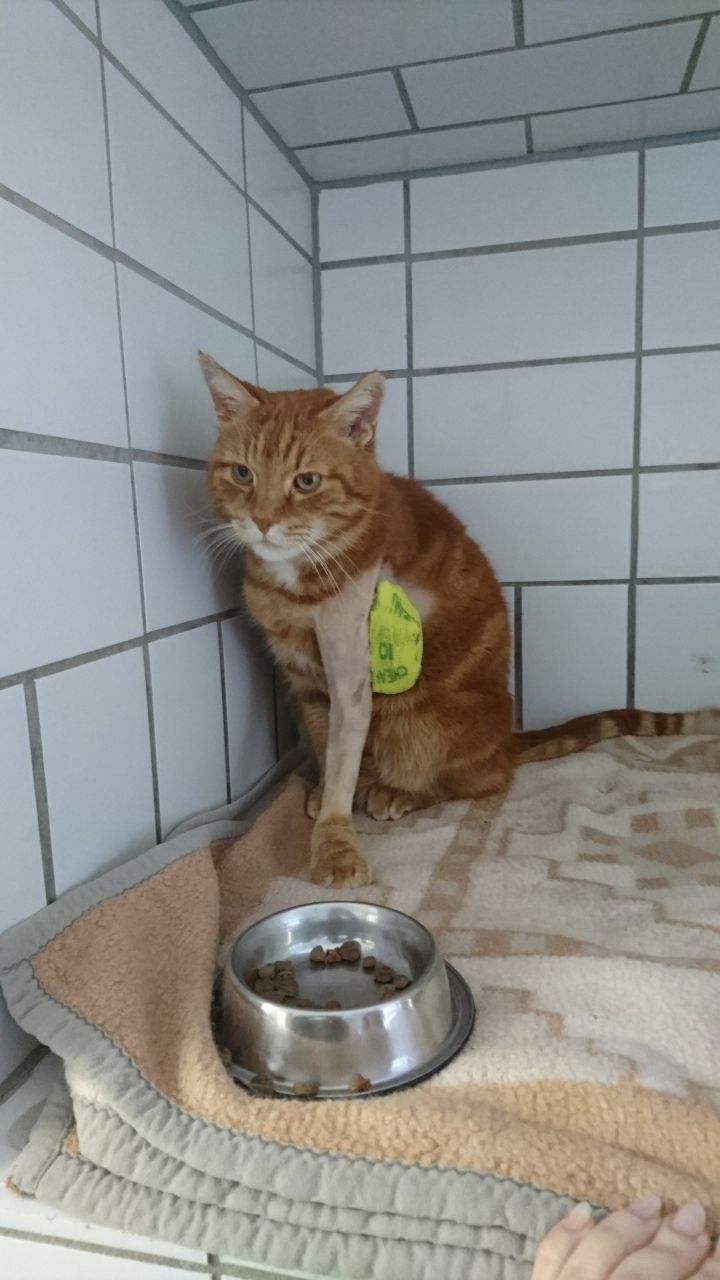 Muffin mit Fixateur im Mai 2017 -mittlerweile alles gut verheilt