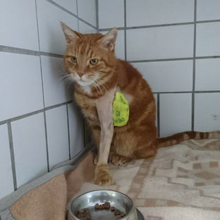 Muffin mit Fixateur im ...