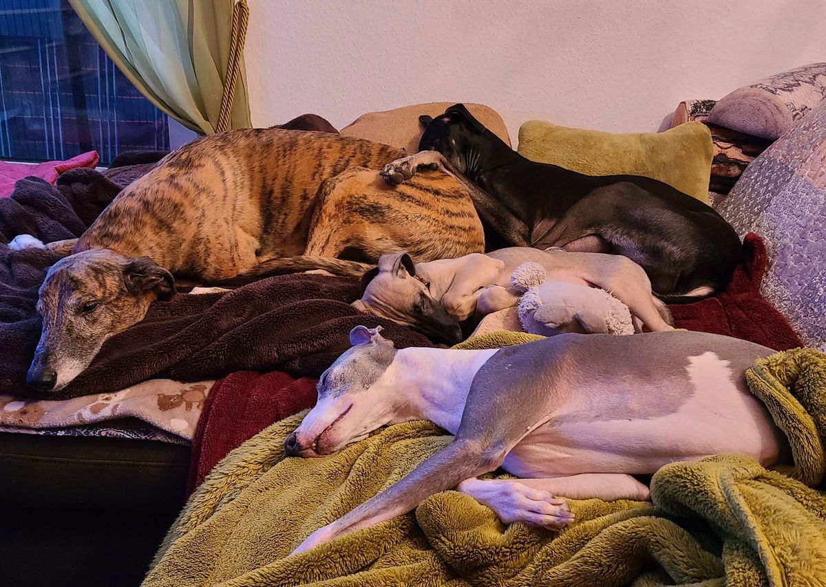 Allabendliches Couching mit neuer Besetzung...
