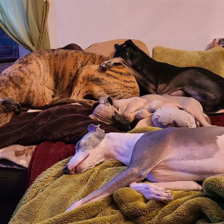 Allabendliches Couching...