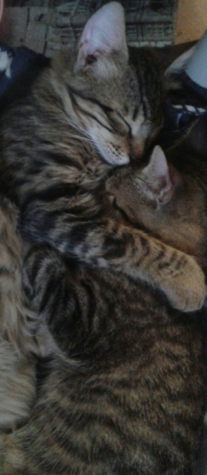 die beiden lieben sich sehr und sind unzertrennlich....ein super team.