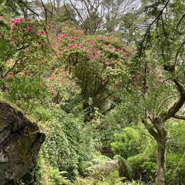 Derreen Garden