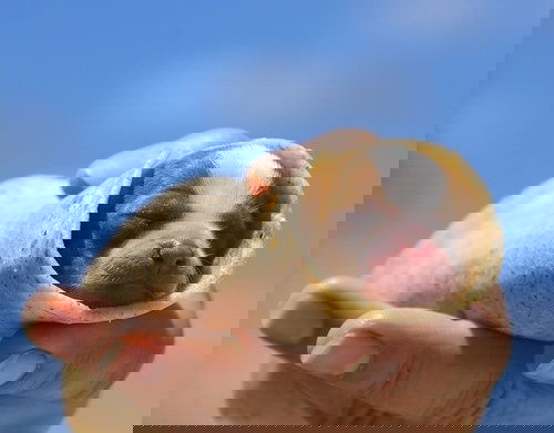 Burrito