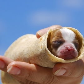 Burrito