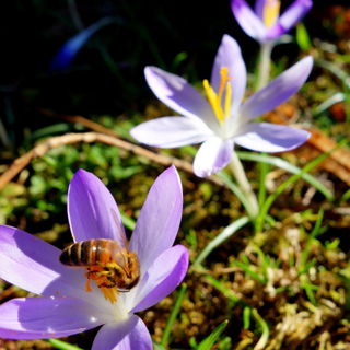 21. Februar 2016