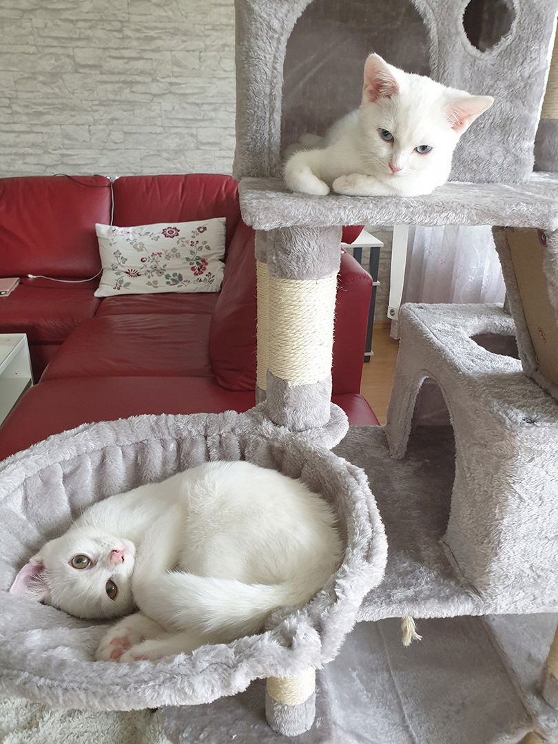 Milky ist der männliche mit gelben Augen, Candy das Weibchen mit blauen Augen